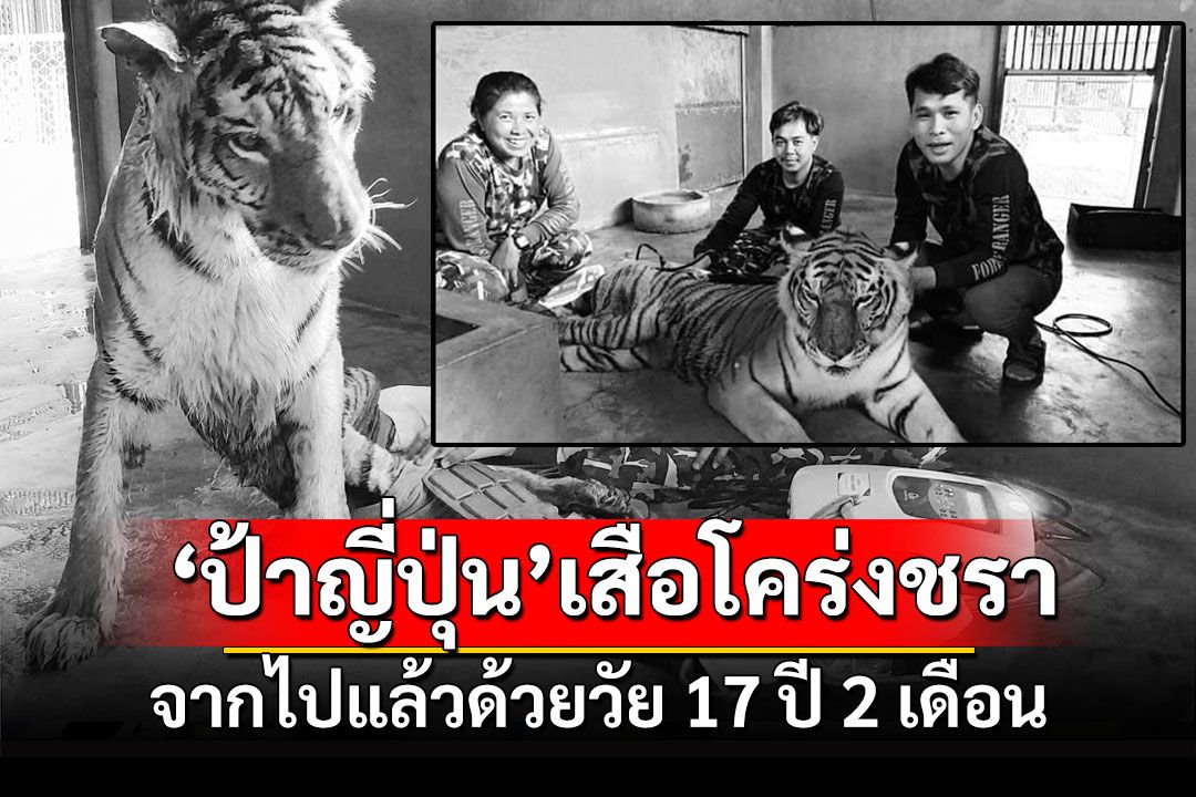 'ป้าญี่ปุ่น'เสือโคร่งชราแห่งบึงฉวาก จากไปแล้วด้วยวัย 17 ปี 2 เดือน