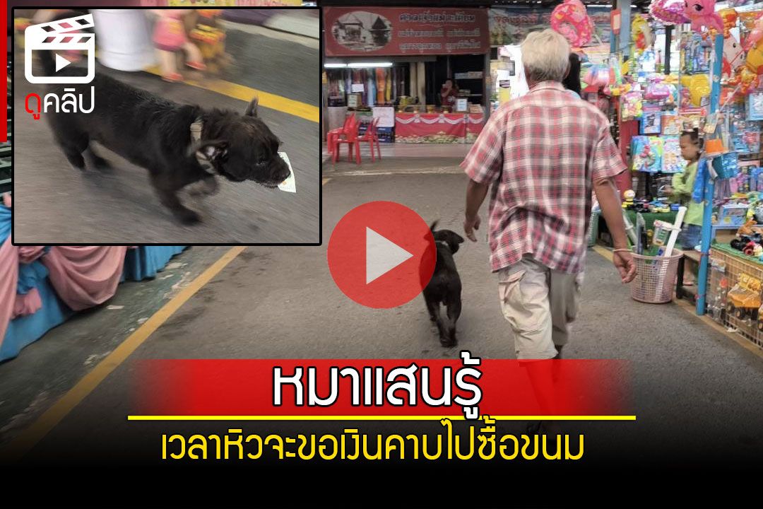 (คลิป) 'เฉาก๊วย'สุนัขแสนรู้! เวลาหิวจะเดินมาหา ขอเงินไปซื้อขนม