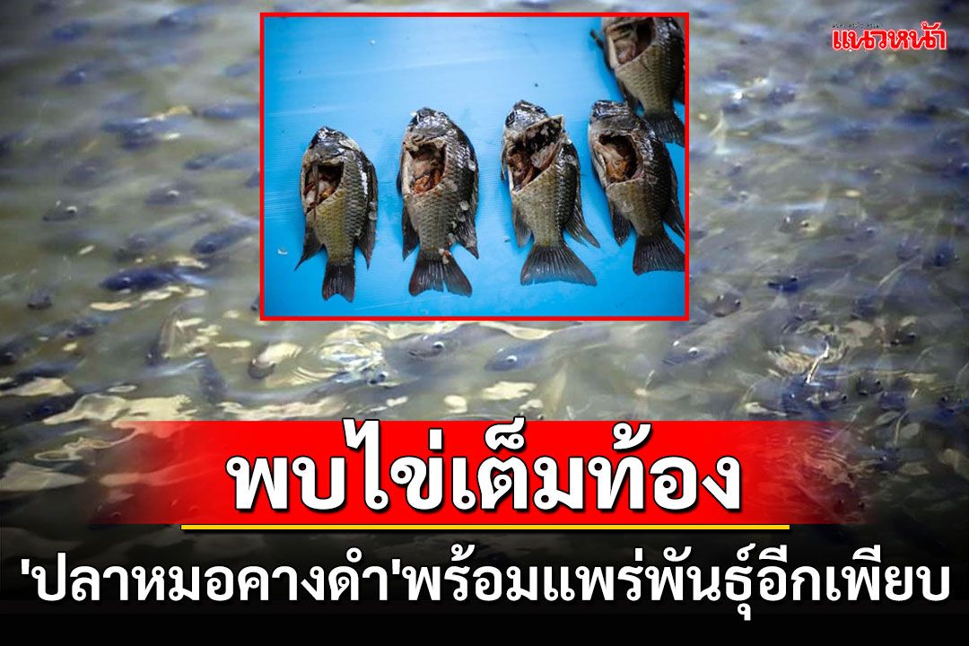 ผ่าท้อง'ปลาหมอคางดำ'พบไข่แน่นเต็มท้อง พร้อมแพร่พันธุ์อีกเพียบ!!