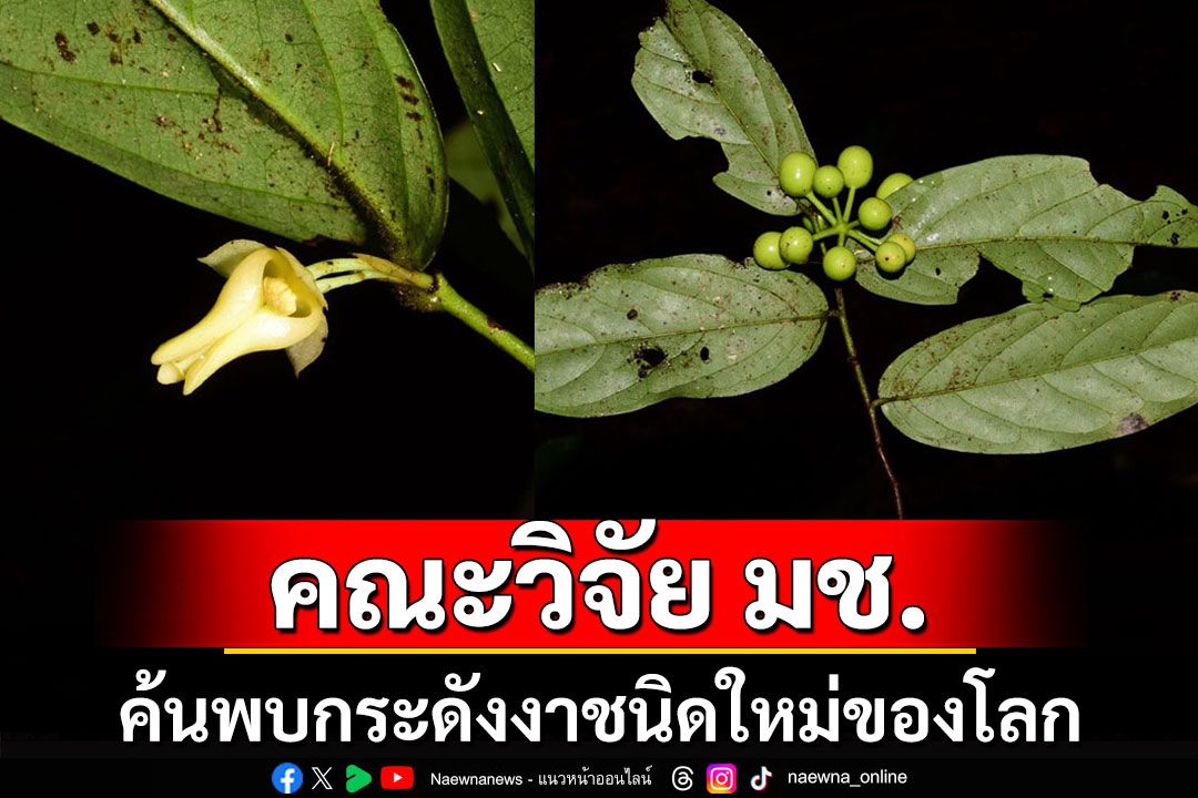 คณะนักวิจัย มช.ค้นพบกระดังงาชนิดใหม่ของโลกจากอุทยานธรณีโลกสตูล พร้อมตั้งชื่อไทย'เฉลิมพระเกียรติ'