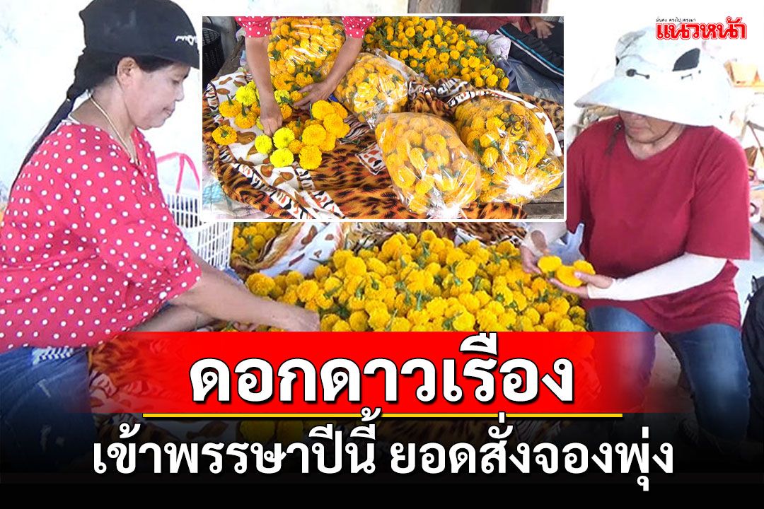 กลุ่มแม่บ้านตรัง รวมตัวเก็บ'ดอกดาวเรือง' ขายดีรับเข้าพรรษา