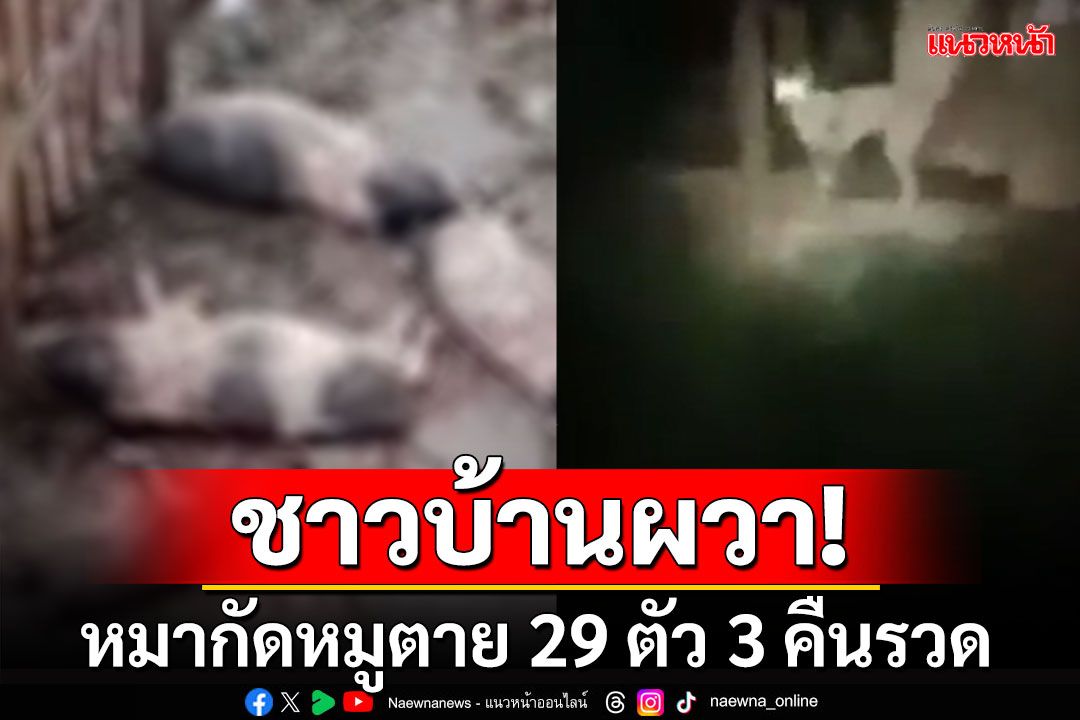 ชาวบ้านผวา หมากัดหมูตาย 29 ตัว 3 คืนรวด วอนเจ้าของหมาดูแลให้ดี ๆ