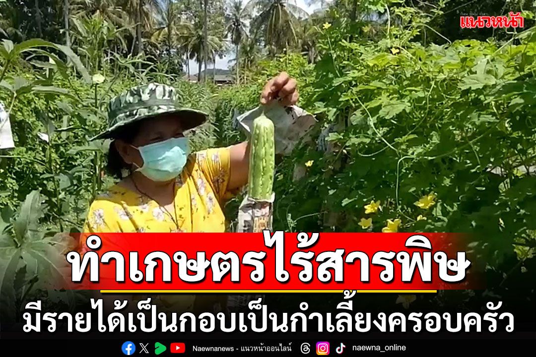 ปลูกมะระจีนพื้นบ้านครึ่งไร่ ทำเกษตรปลอดภัยไร้สารพิษมีรายได้เป็นกอบเป็นกำ