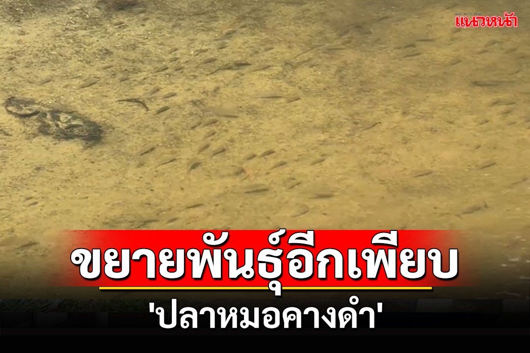 ชาวประมงระยองเผยพบแหล่งแพร่พันธุ์'ปลาหมอคางดำ'มานานกว่า 3 ปีแล้ว