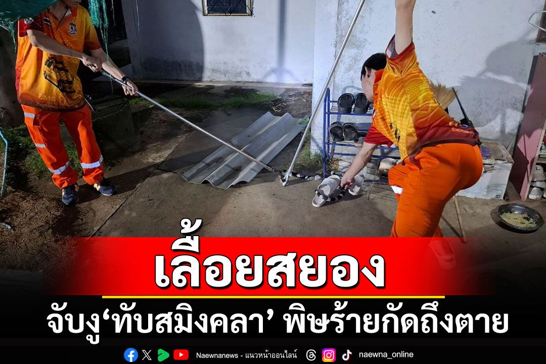 ชาวบ้านสยอง พบ'งูทับสมิงคลา'จะเข้าบ้าน เผยเป็นงูที่มีพิษร้ายแรงกัดคนตายได้เลย