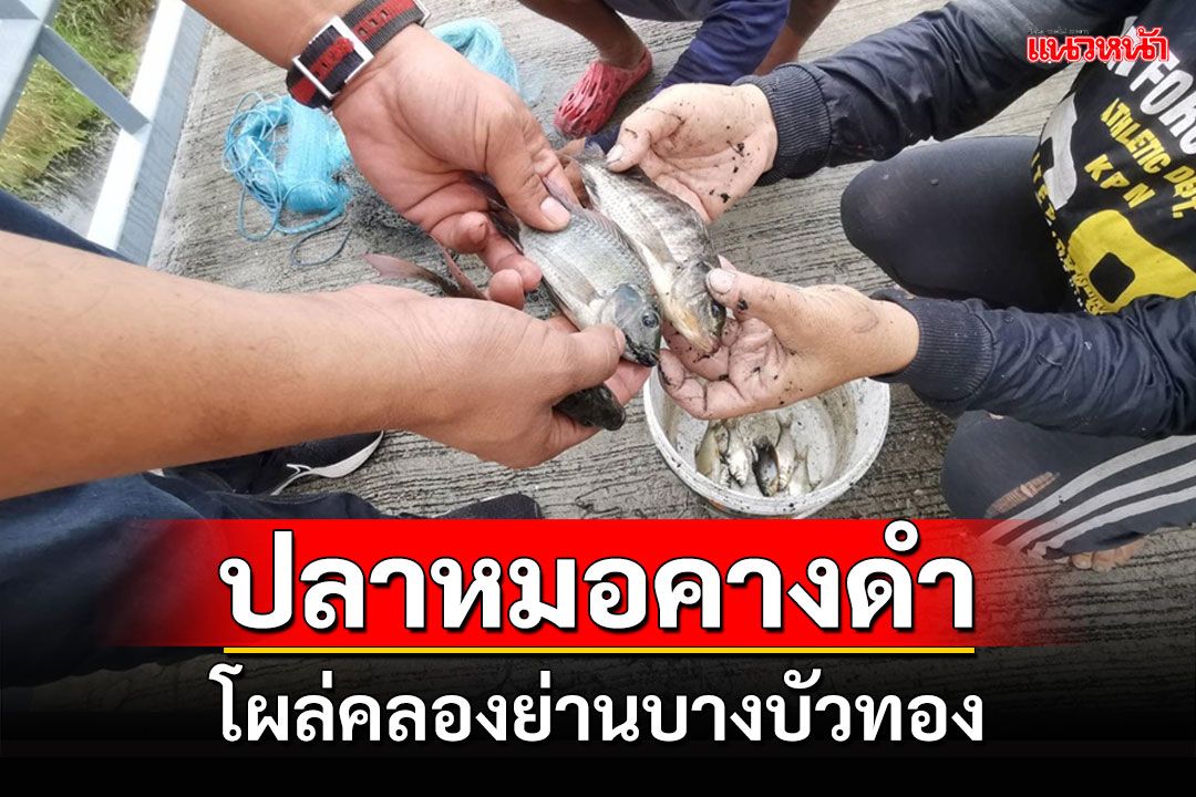 'ปลาหมอคางดำ'โผล่คลองย่านบางบัวทอง ชาวบ้านนำไปทอดพบรสชาติจืด แต่กินได้