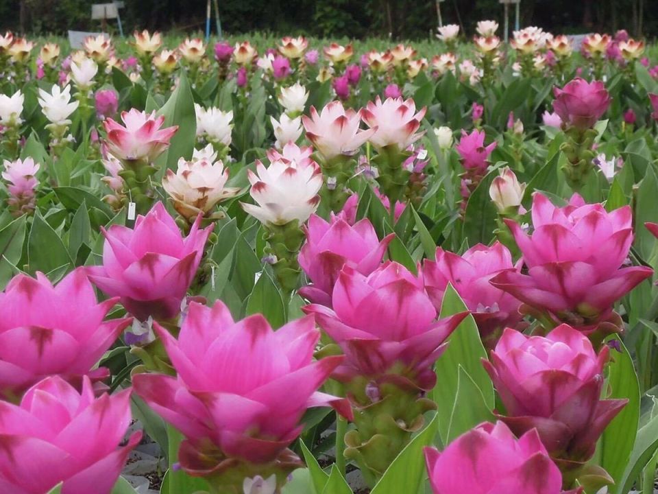 เพ ลา เพลินจัดเทศกาลดอกไม้‘ปทุมมา ราชินีป่าฝน’  สัมผัสประสบการณ์การท่องเที่ยว สุข สนุกกับการเรียนรู้