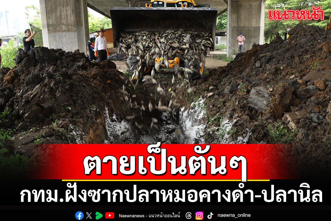 กทม.ขุดหลุมฝังซาก'ปลาหมอคางดำ-ปลานิล' หลังลอยน็อกน้ำตายเกลื่อนบึงมักกะสัน