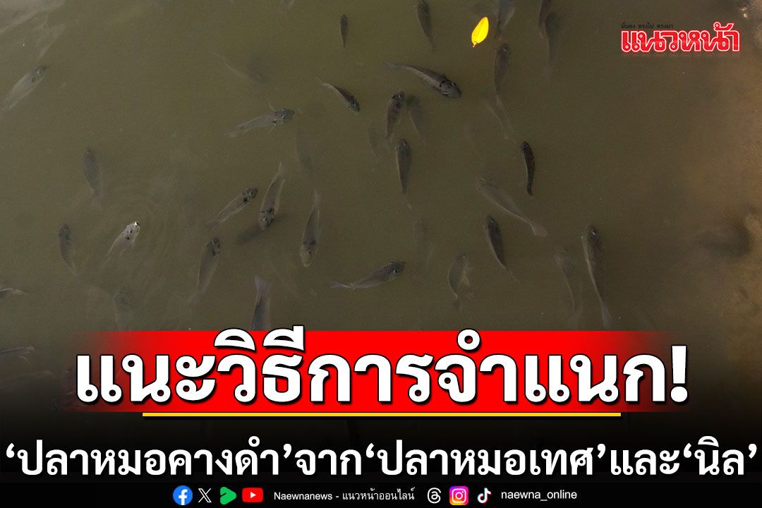 ผู้เชี่ยวชาญแนะวิธีการจำแนก 'ปลาหมอคางดำ' จาก 'ปลาหมอเทศ' และ 'นิล'