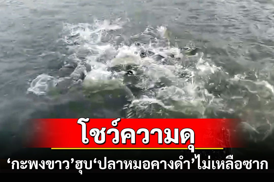 โชว์ความดุดัน'กะพงขาว'ก่อนปล่อยลงคลองไล่ล่า'ปลาหมอคางดำ'