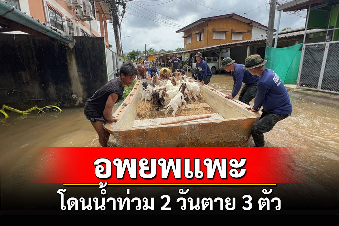 ทหารขนแพะออกจากฟาร์มหลังน้ำท่วมตราด เผยอดอาหาร 2 วันตาย 3 ตัว