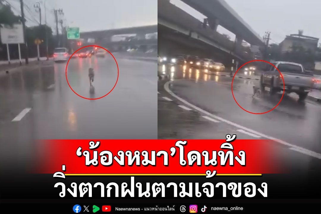 น้ำตาซึม! 'น้องหมา'โดนทิ้ง วิ่งตากฝนตามเจ้าของแทบขาดใจ