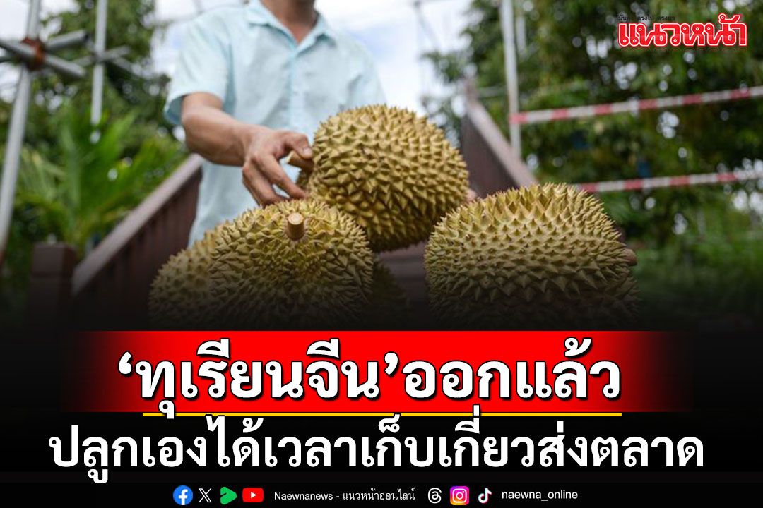 'ทุเรียนจีน'ปลูกเองถึงเวลาเก็บเกี่ยวส่งตลาดภายในประเทศแล้ว หลังพึ่งพานำเข้ามานาน