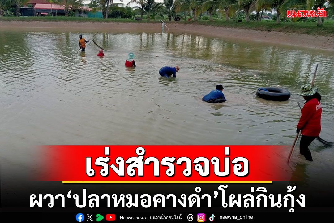 เกษตรกรกาฬสินธุ์ผวา'ปลาหมอคางดำ'เร่งสำรวจบ่อเลี้ยงกุ้งกลัวโผล่กินกุ้งก้ามกราม