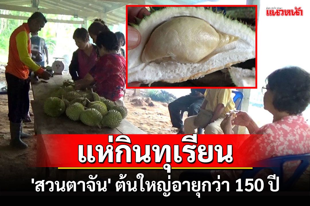 แห่กินทุเรียนพื้นบ้านอายุกว่า 150 ปีที่'สวนตาจัน'ขึ้นชื่อ'เนื้อดี หวานน้อย ละลายในปาก'