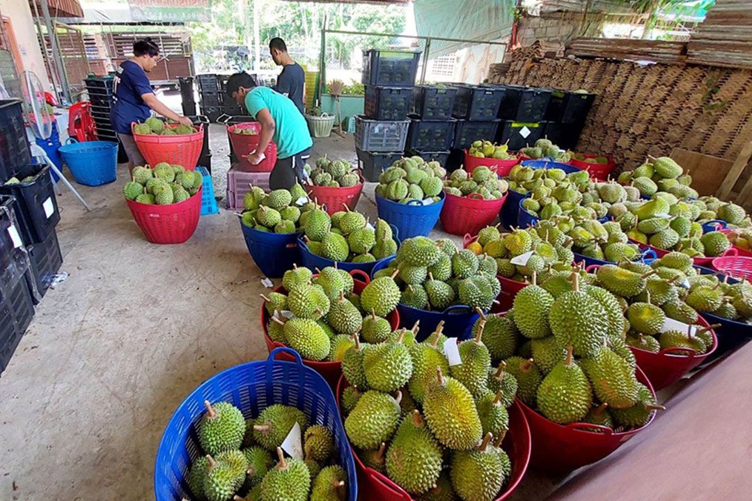 ชาวสวนทุเรียนเบตงยิ้ม! ล้งขยายตลาดรับซื้อเพิ่มส่งผลราคาทุเรียนดีขึ้น