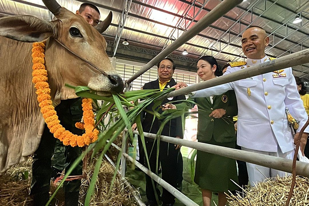 'ใบแดงเปลี่ยนแปลงชีวิต' มทบ.210 ไถ่ชีวิตวัวท้องแก่ถวายเป็นพระราชกุศล