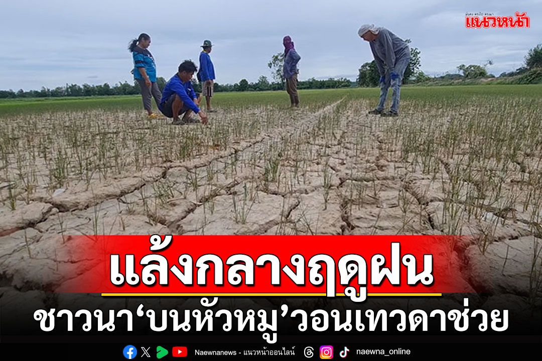 'สุโขทัย'ผจญภัยแล้งกลางฤดูฝน ชาวนาถึงขั้นบนหัวหมู วอนเทวดาช่วย