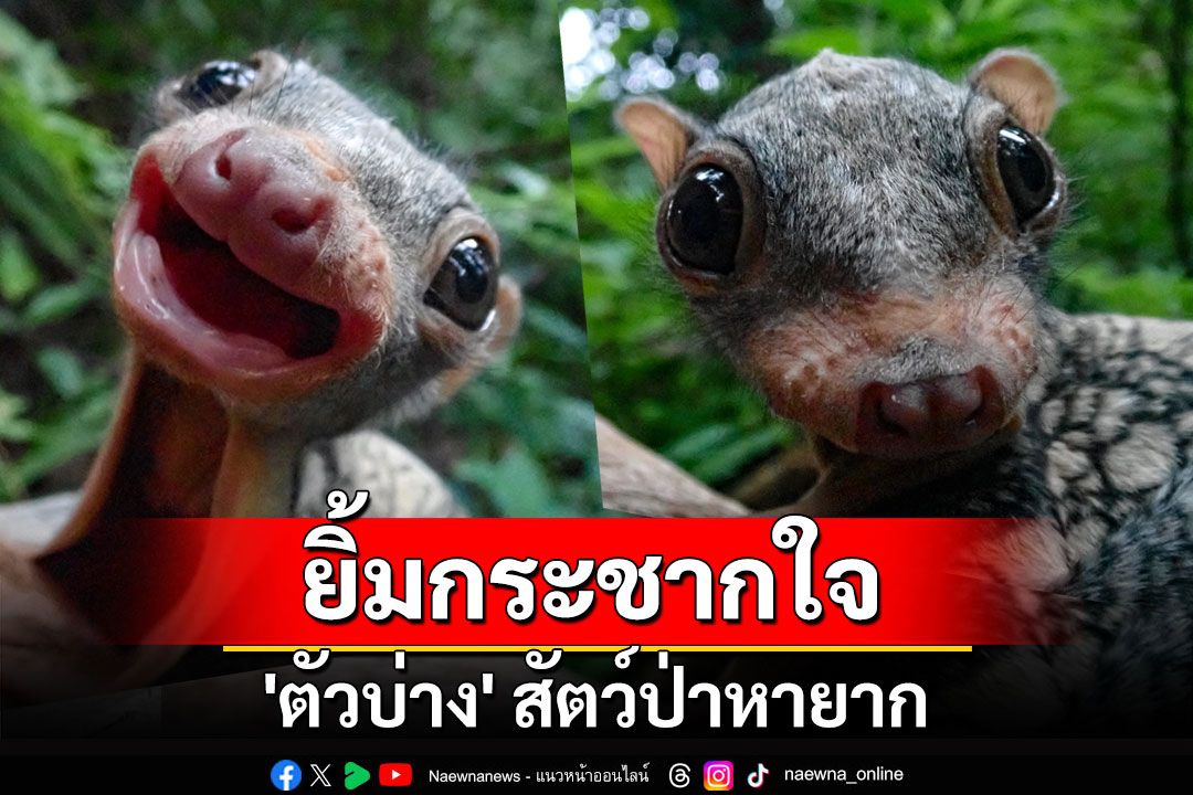 ส่องความน่ารัก 'ตัวบ่าง' สัตว์ป่าหายาก