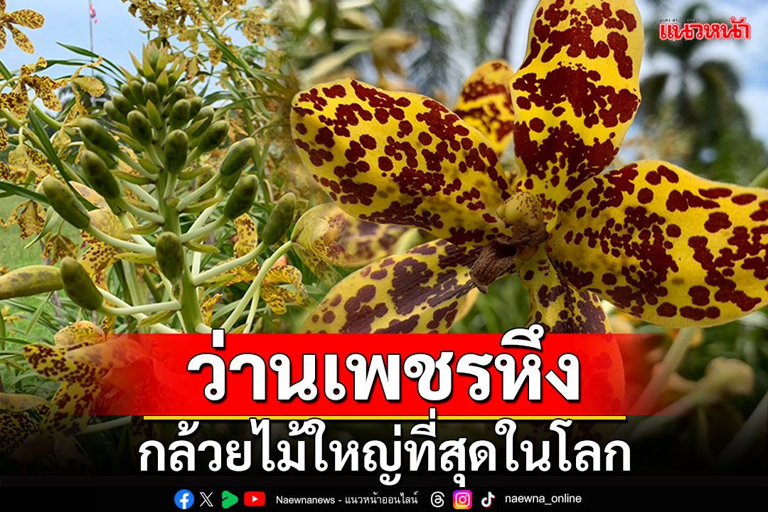 'ว่านเพชรหึง' กล้วยไม้ใหญ่ที่สุดในโลก บานพร้อมกันสวยงามเหลืองอร่าม