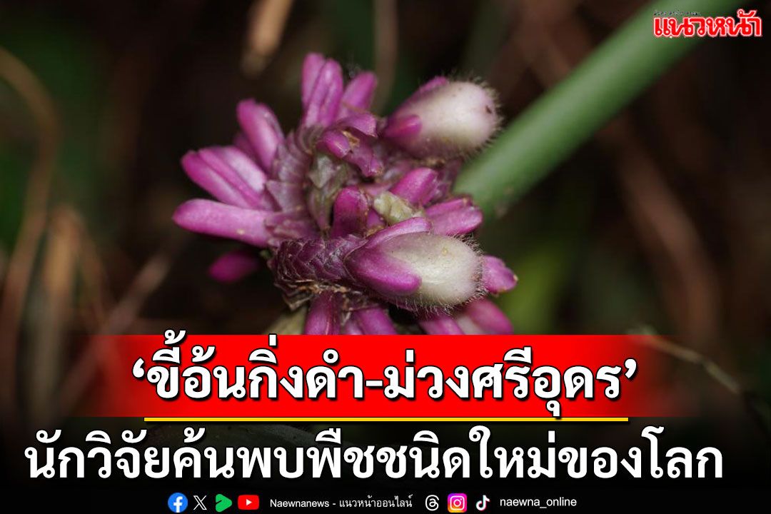นักวิจัยค้นพบพืชชนิดใหม่ของโลก ‘ขี้อ้นกิ่งดำ-ม่วงศรีอุดร’