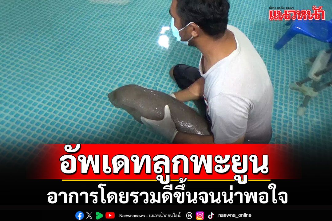 อาการลูกพะยูน'ปอดะ'พลัดหลงแม่ ดีขึ้นจนน่าพอใจ ดึงทีมเคยดูแล'มาเรียม'มาช่วยเพิ่ม