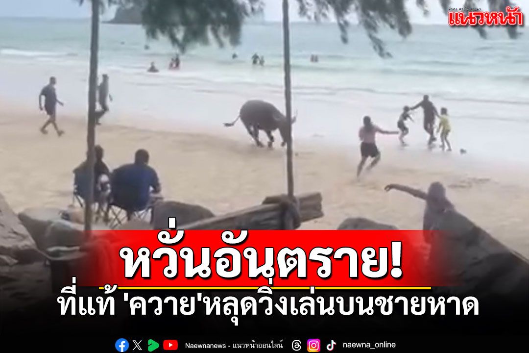 หวั่นอันตราย! คลิป'ควาย'หลุดชายหาด จนท.แจงน้องหลุดมาวิ่งเล่นเท่านั้น