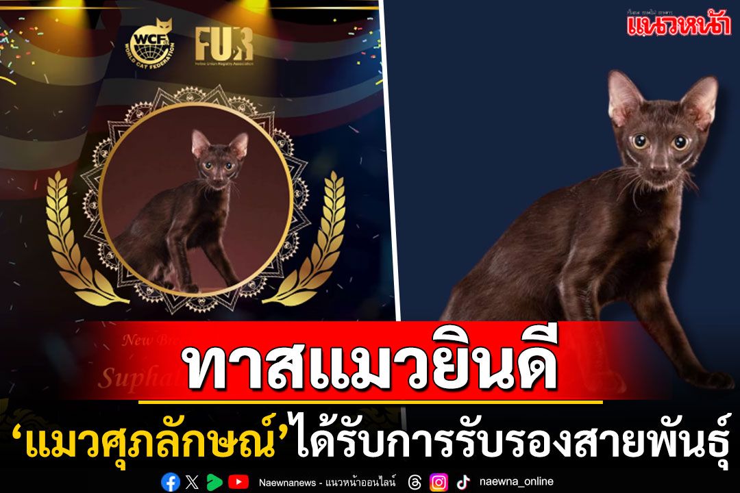 ทาสแมวยินดี! 'แมวศุภลักษณ์'แมวไทยโบราณ ได้รับการรับรองสายพันธุ์จากสหพันธ์แมวโลก