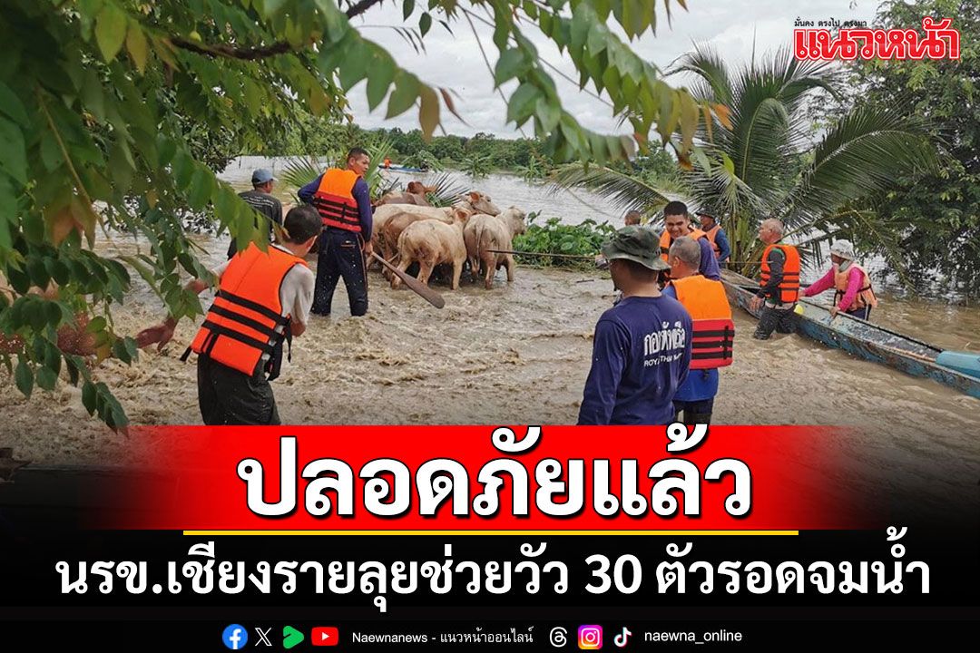 นรข.เชียงรายลุยช่วยวัว 30 ตัวรอดจมน้ำ หลังโดนน้ำป่าซัดหมู่บ้านห้วยซ้อ