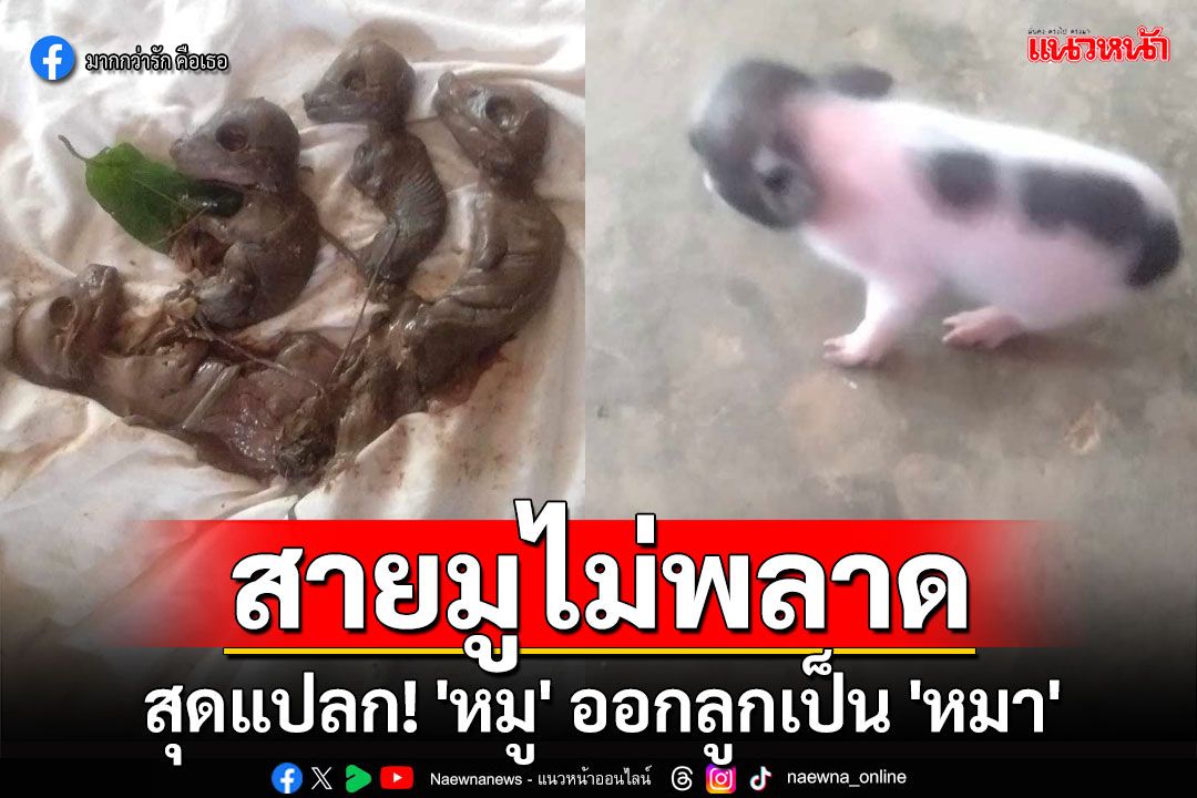 สุดแปลก!! 'หมู' ออกลูกเป็น 'หมา' สายมูไม่พลาด