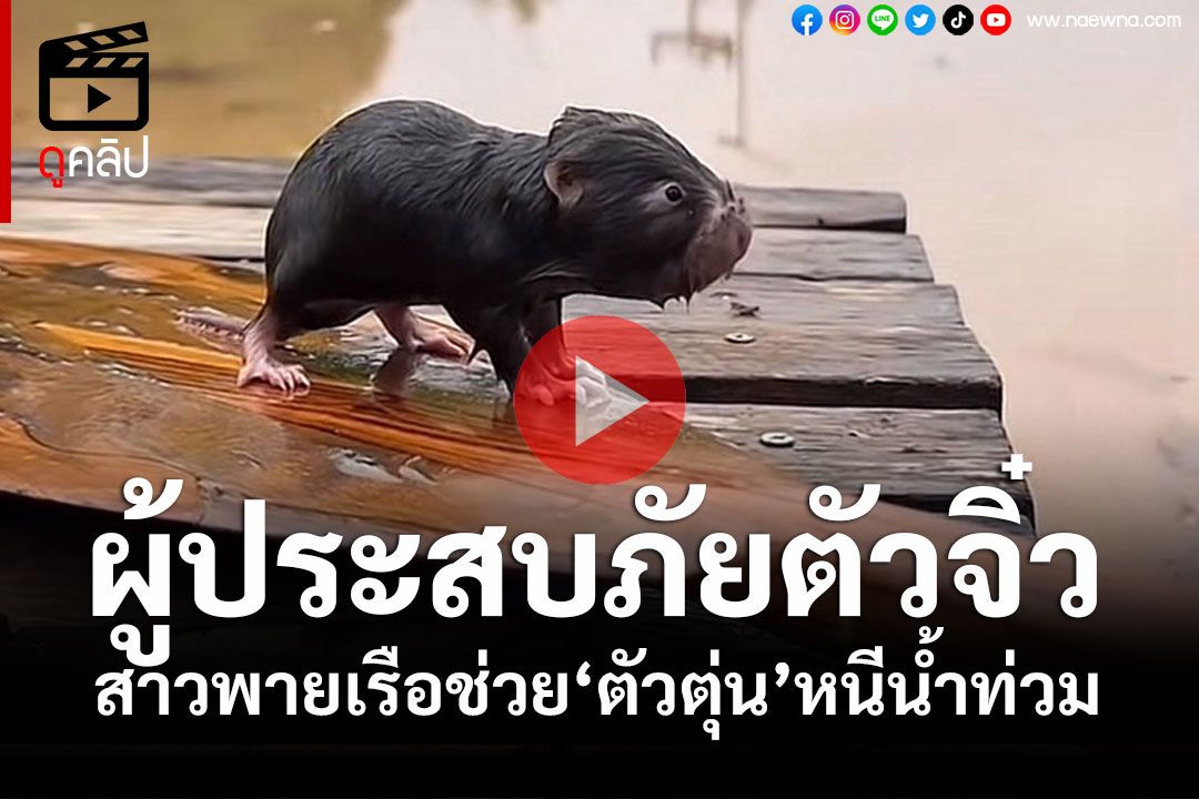 (คลิป) ผู้ประสบภัยตัวจิ๋ว! สาวใจบุญพายเรือช่วย'เจ้าตัวตุ่นน้อย'ลอยคอหนีน้ำท่วมเมืองแพร่