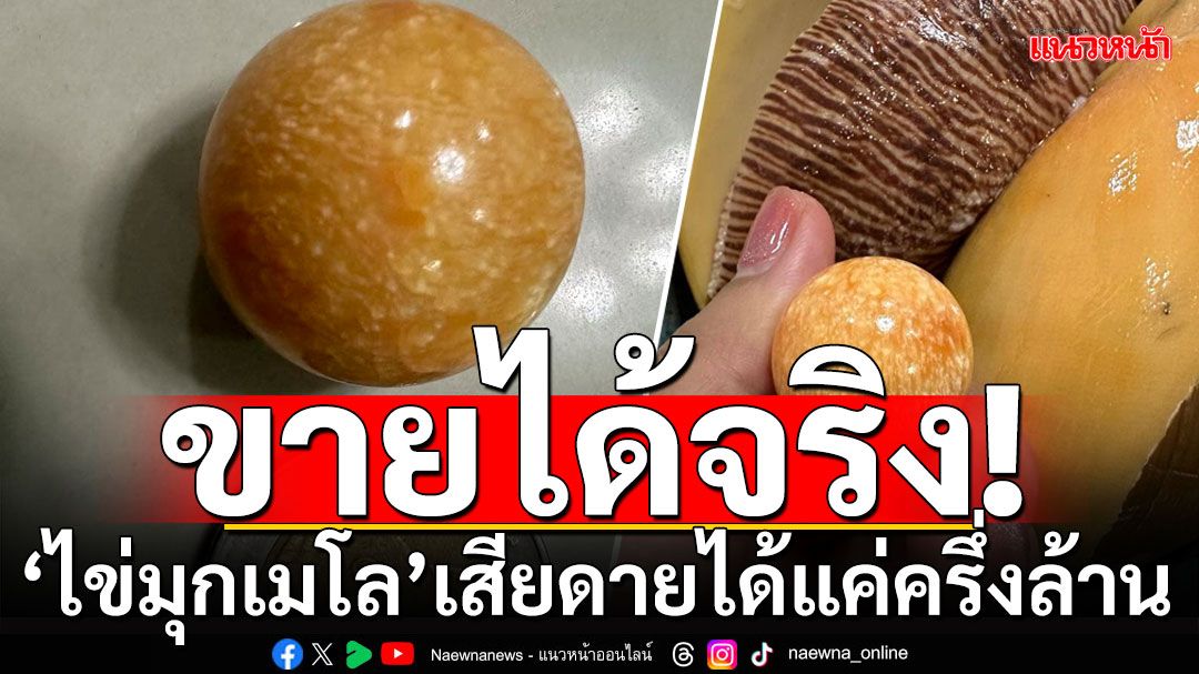 ไข่มุกเมโล ขายได้จริง! เสียดายได้แค่ครึ่งล้าน หลังเอาไปต้ม