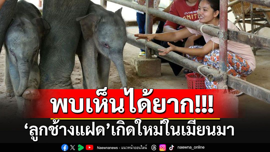 ฮือฮา!!! นานทีปีหน ลูก'ช้างแฝด'ต่างเพศ หายากเกิดใหม่ในเมียนมา