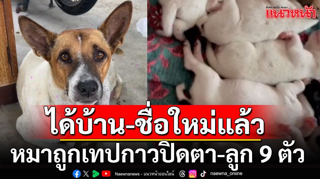 อัพเดท! หมาแม่ลูกอ่อน ถูกพันตาด้วยเทปกาว-ลูก 9 ตัว ได้บ้าน-พร้อมชื่อใหม่แล้ว