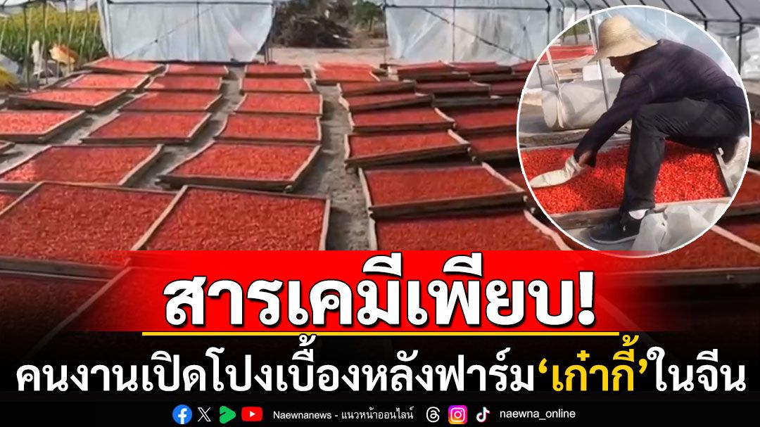 เปิดโปงฟาร์ม'เก๋ากี้'ในจีน คนงานแฉยับผลผลิตพ่นกำมะถัน สารพิษตกค้างเพียบ