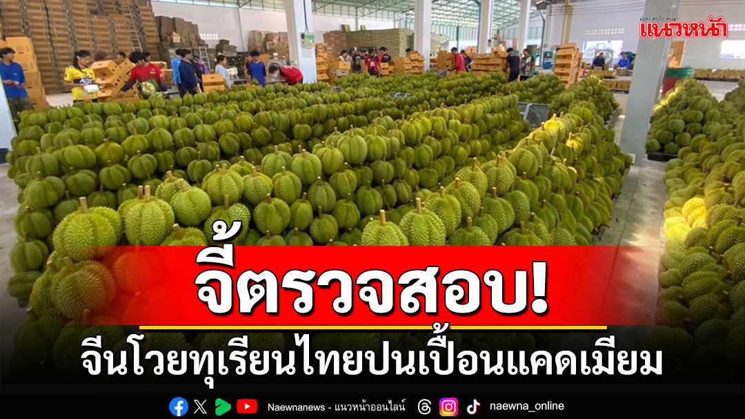 จี้ตรวจสอบด่วน! จีนโวยทุเรียนไทยปนเปื้อนแคดเมียม สภาเกษตรตราดมั่นใจไม่มี