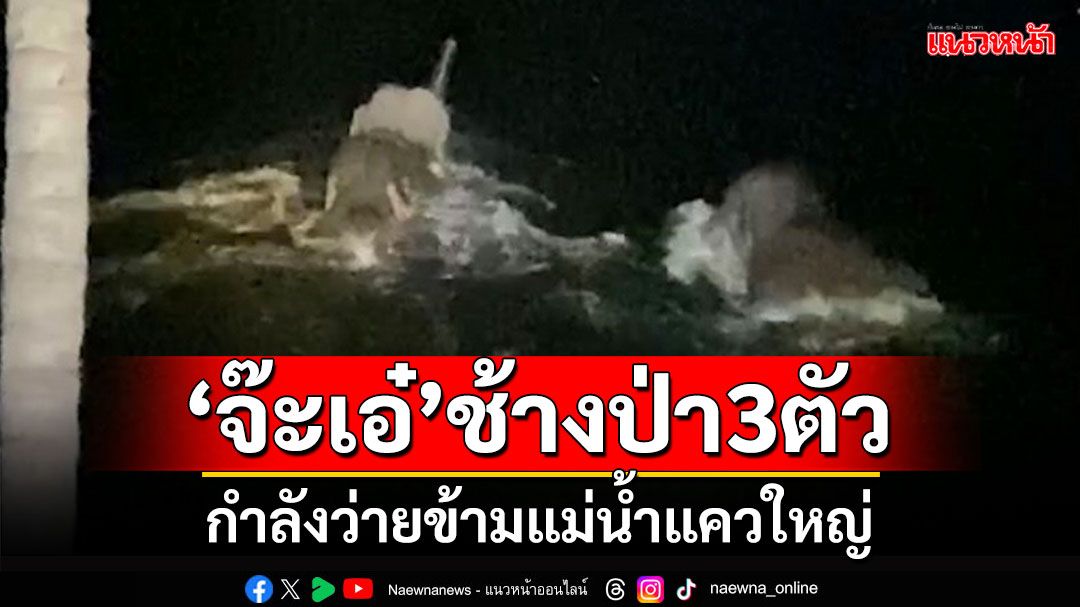 ชุดผลักดันช้างป่าสลักพระ'จ๊ะเอ๋'ช้างป่า3ตัวกลางดึกกำลังว่ายข้ามแม่น้ำแควใหญ่