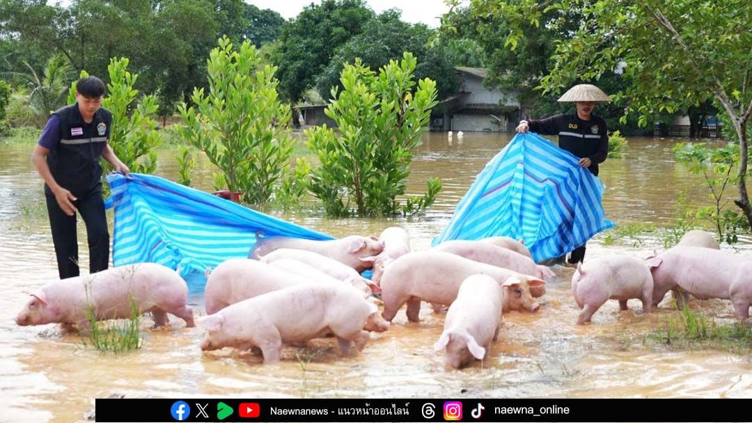 ‘สัตวแพทย์’แนะมาตรการป้องกัน-ดูแลปศุสัตว์ในภาวะอุทกภัย