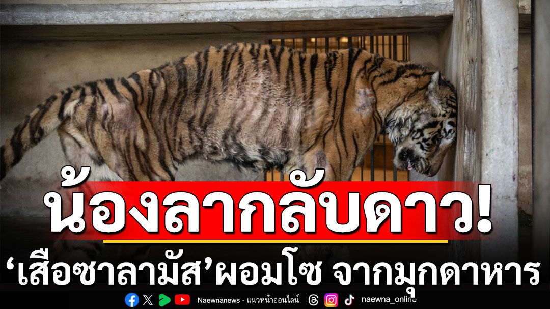 'เสือซาลามัส'ผอมโซ จากมุกดาหาร ลากลับดาว ด้วยโรคมะเร็ง 