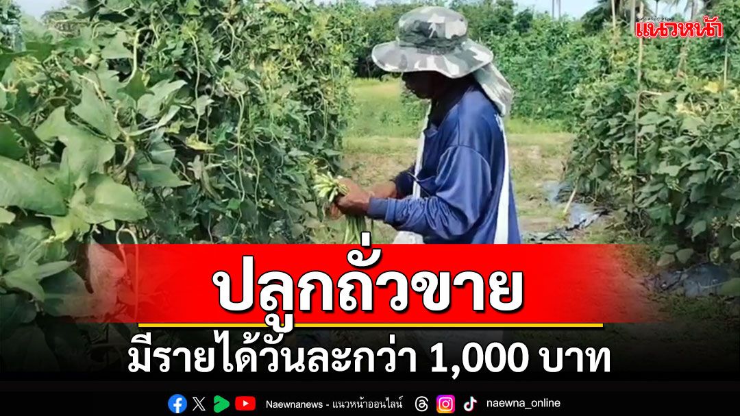 เกษตรกรเมืองสงขลาปลูกถั่วฝักยาวขายสร้างรายได้วันละกว่าพันบาท