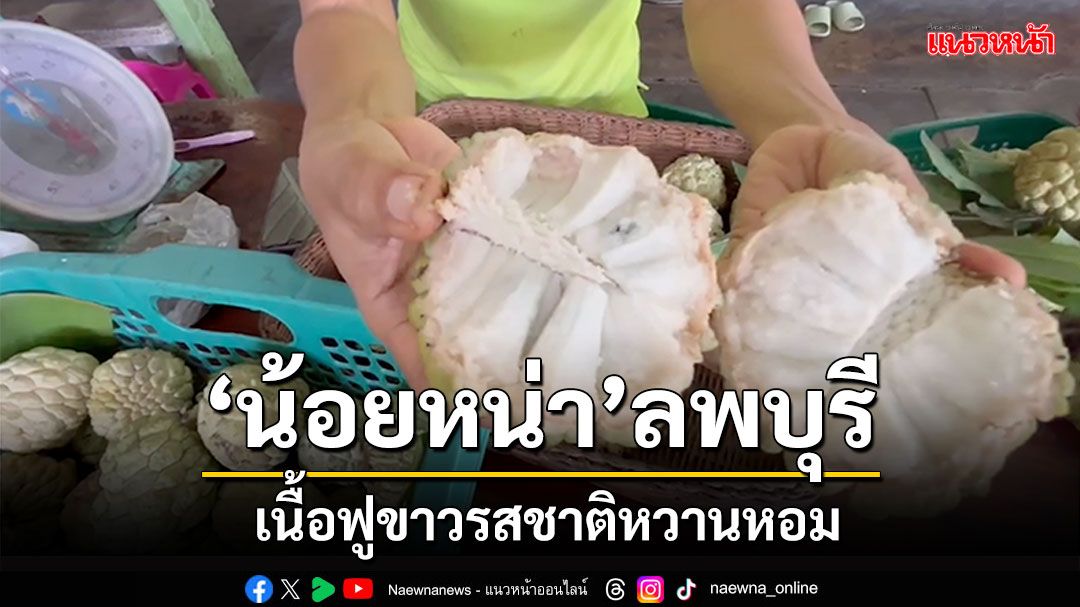 'น้อยหน่า'ลพบุรี เนื้อฟูขาวเหมือนปุยฝ้าย รสชาติหวานหอม