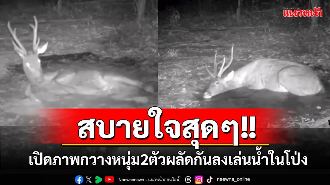 เปิดภาพกวางหนุ่ม2ตัวผลัดกันลงเล่นน้ำในโป่งอย่างสบายใจที่อช.ศรีพังงา