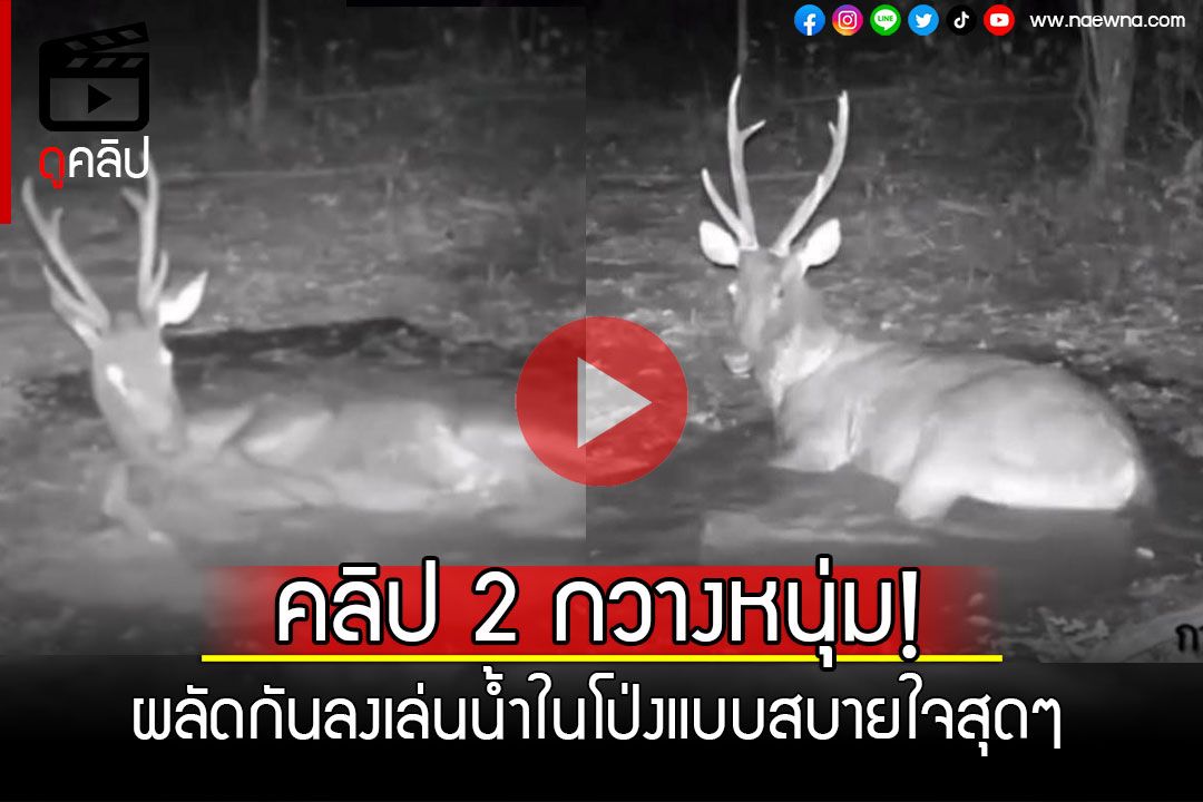 (คลิป) สบายใจสุดๆ! เปิดภาพกวางหนุ่ม 2 ตัวผลัดกันลงเล่นน้ำที่โป่ง ในอช.ศรีพังงา