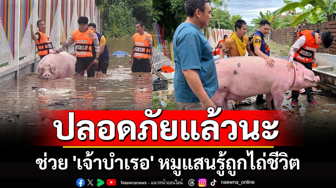 ปลอดภัยแล้วนะ! ช่วย 'เจ้าบำเรอ' หมูแสนรู้ถูกไถ่ชีวิต รอดน้ำท่วมมาแล้ว 4 ครั้ง