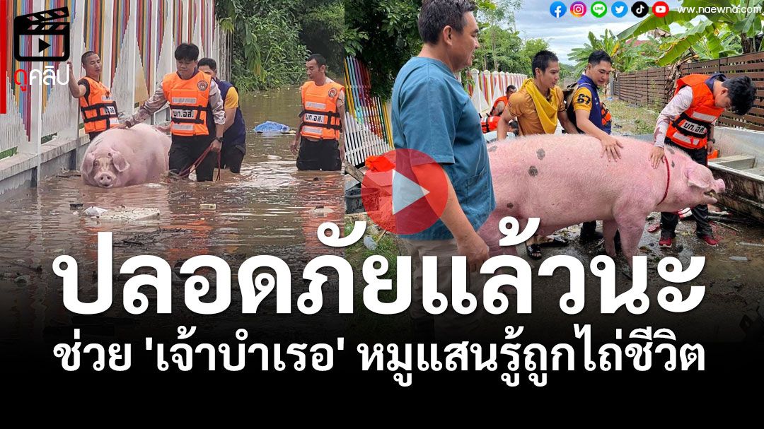 (คลิป) ปลอดภัยแล้วนะ! ช่วย 'เจ้าบำเรอ' หมูแสนรู้ถูกไถ่ชีวิต รอดน้ำท่วมมาแล้ว 4 ครั้ง