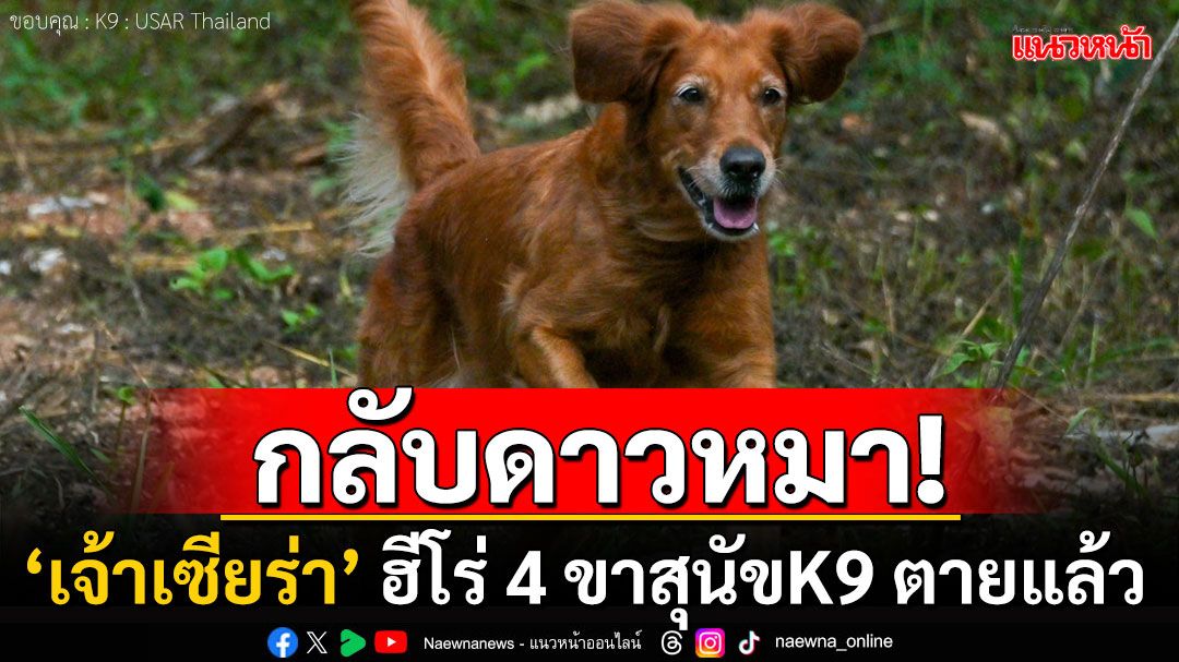 กลับดาวหมา! 'เจ้าเซียร่า'สุนัขK9ตายแล้ว ชาวโซเชียลคอมเมนต์เศร้า'หลับให้สบายนะ'