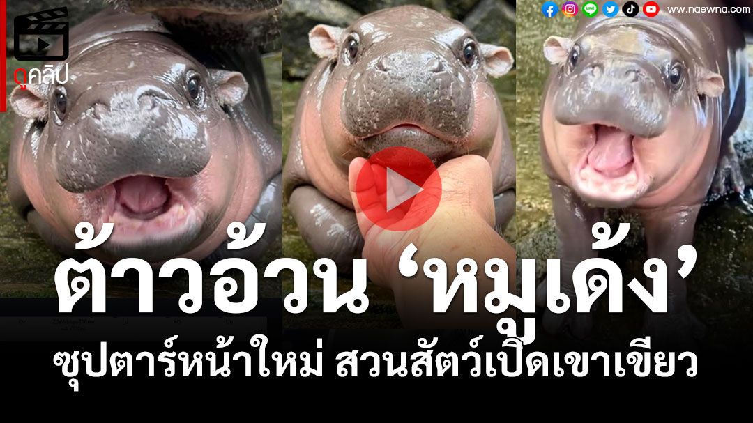 (คลิป) 'น้องหมูเด้ง' ฮิปโปแคระ ซุปตาร์หน้าใหม่สวนสัตว์เปิดเขาเขียว