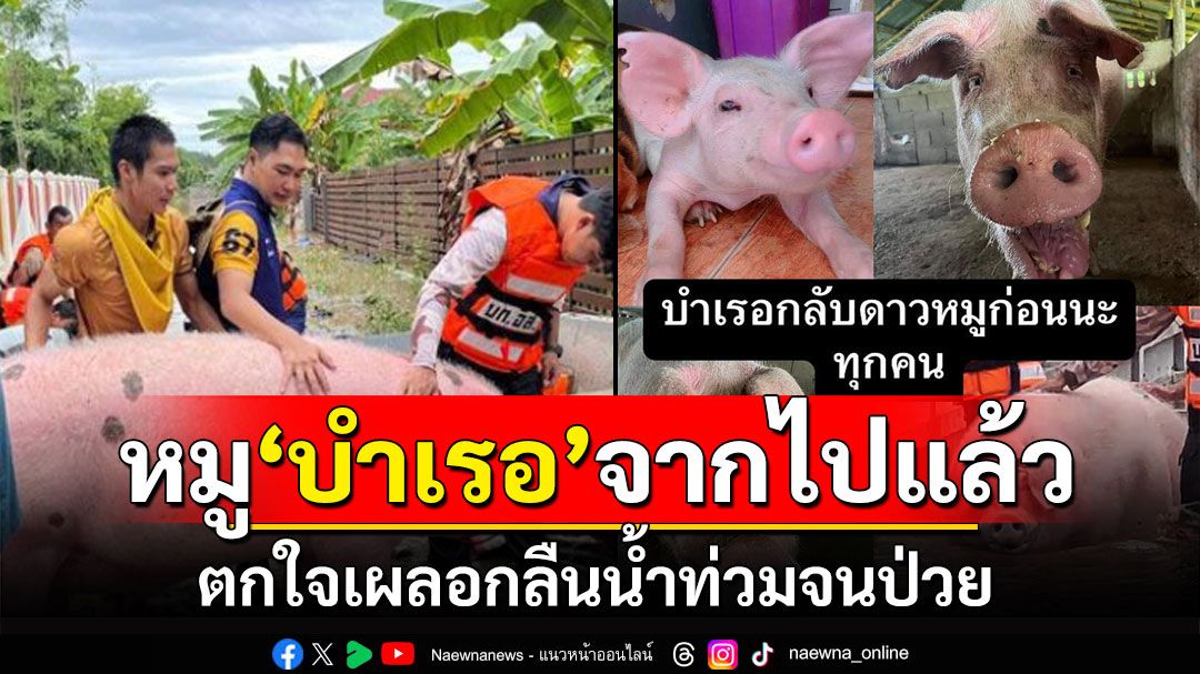 หมูหนีน้ำจากไปแล้ว! 'น้องบำเรอ'เผลอกลืนน้ำไปเยอะจนป่วย