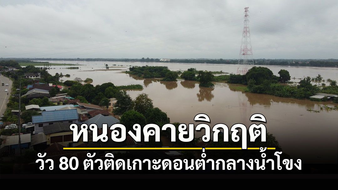 หนองคายวิกฤติขอเรือใหญ่ช่วยขนวัว 80 ตัวติดเกาะดอนต่ำกลางน้ำโขง