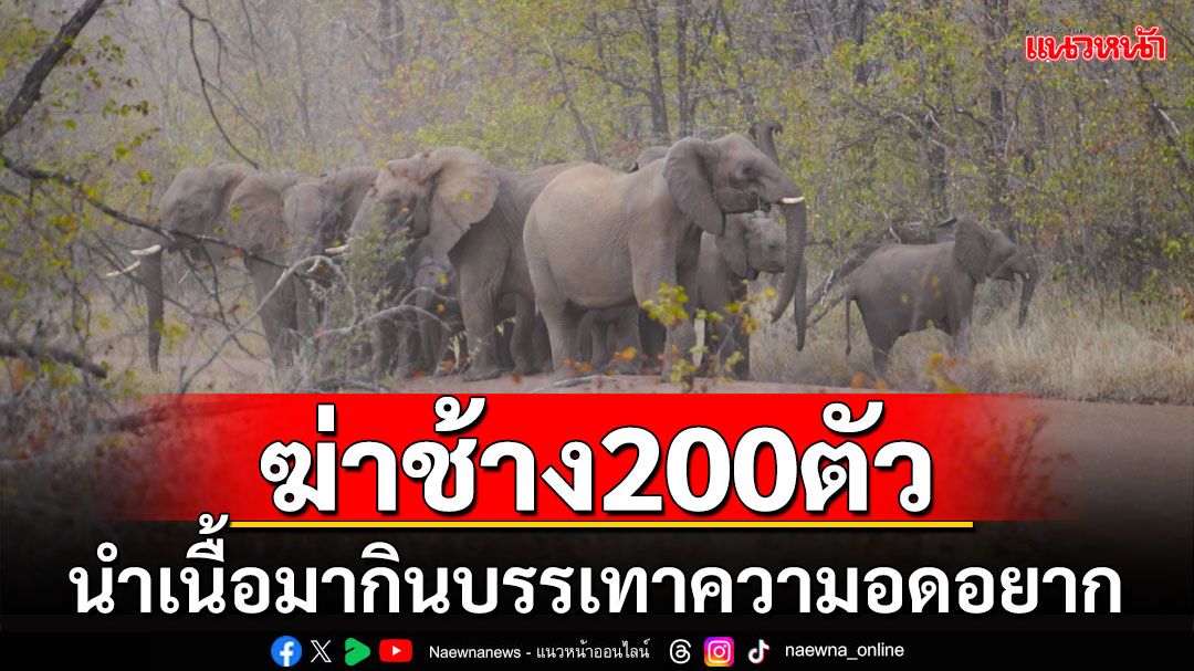 'ซิมบับเว'สั่งล้มช้าง 200 ตัว นำเนื้อมาเป็นอาหาร หลังปชช.อดอยากจากภัยแล้งรุนแรง